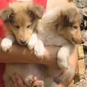 Колли щенки от 2500 грн.