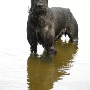ризеншнауцер